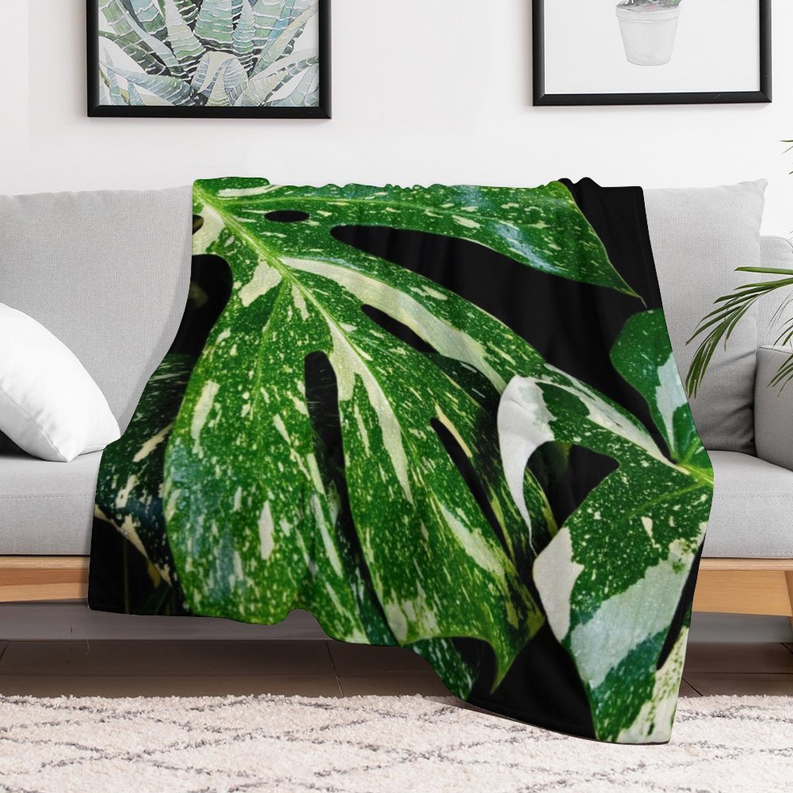 Monstera Thai Constellation Th - đánh giá và giá Monstera Thai Constellation